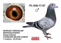 Pokaż zdjęcie w powiększeniu Gołębie zdjęcie